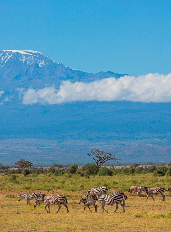 kilimanjaro